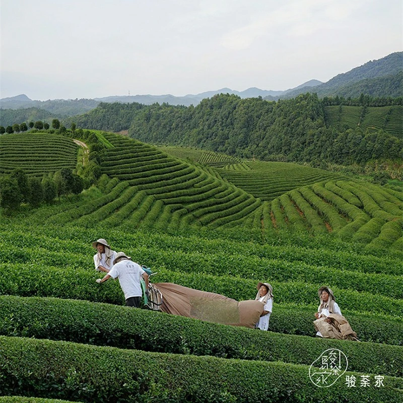Jasmine Fragrance Green Tea factory